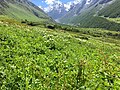 "Flowers Blossom at Valley of Flowers Chamoli, India" 54.jpg