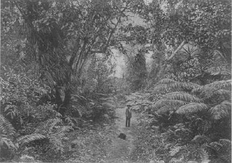 File:"Forest Scenery-Puna," c. 1884.jpg