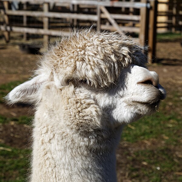 File:'Vicugna pacos' Alpaca at Capel Manor College Gardens Enfield London England 2.jpg