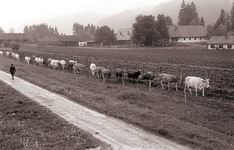 File:Živina se vrača s paše - na KG Radlje ob Dravi 1959.jpg