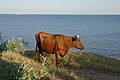 Марьинская корова - panoramio.jpg