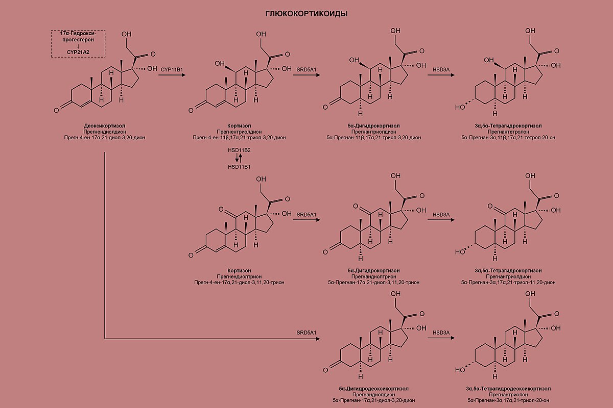 Глюкокортикостероиды механизм действия побочные эффекты thumbnail