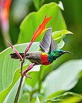 Thumbnail for Olive-bellied sunbird