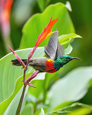 Olive-bellied Sunbird starting to fly at Kibale National Park