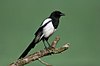 01-Magpie.jpg