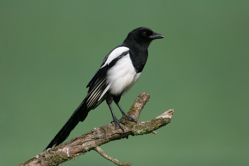 Black-billed magpie - Wikipedia