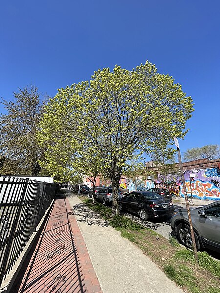 File:04 22 2022 Littleleaf Linden Tilia cordata McKibbin Street Brooklyn NYC.jpg