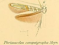 06-Phrixosceles campigrapapha.JPG