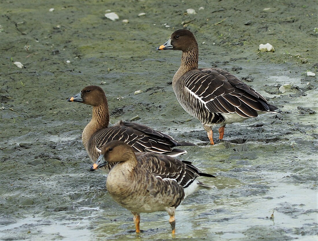 Tundra bean goose