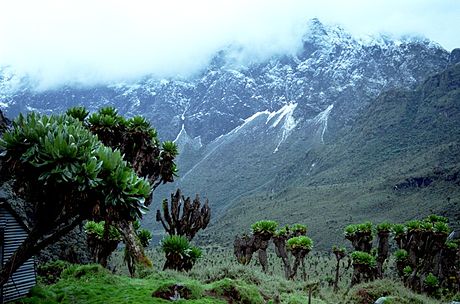 Munții Ruwenzori