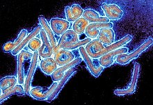 Marburg Virus Wikipedia