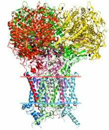 3-dimensional protein structures such as this one are common subjects in bioinformatic analyses. 1kqf opm.png