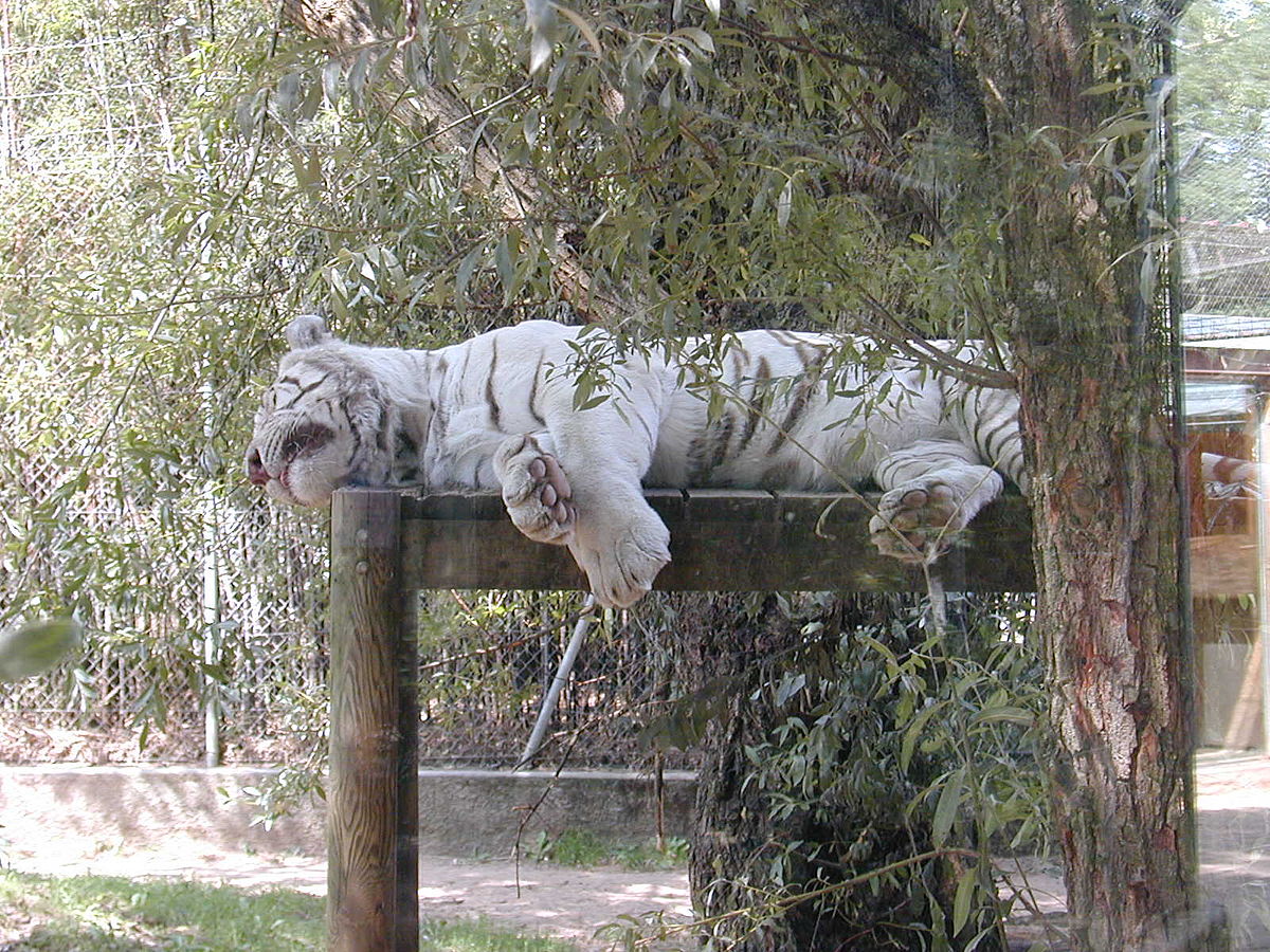 File:200408 Tigre blanc royal.JPG - Wikipedia