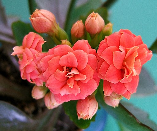 2007-03-19Kalanchoe blossfeldiana05