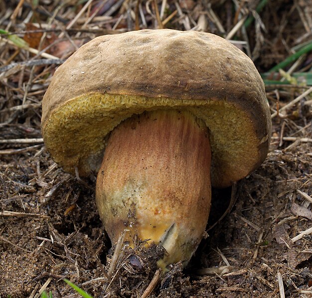 File:2007-07-05 Hortiboletus engelii 1.jpg