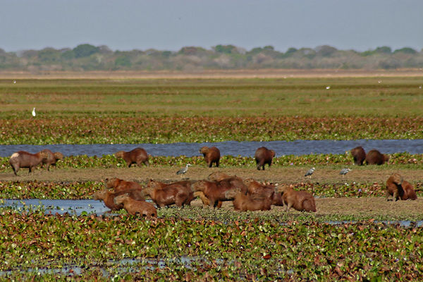 A group of capybaras at Hato La Fe, Venezuela