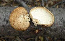 2009-02-09 Polyporus gayanus Lév 36423.jpg