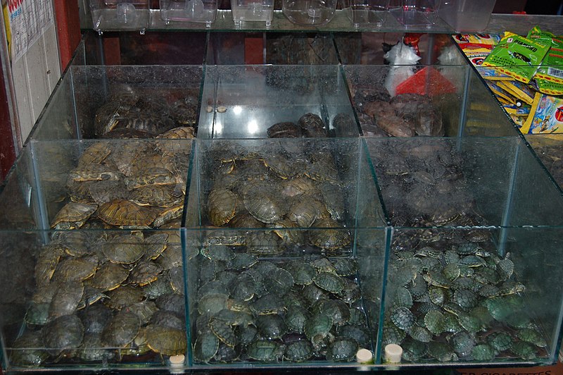 File:2009 Nanjing turtles 4105627962.jpg
