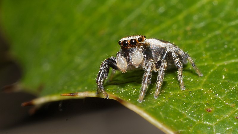 File:2013.04.22.-11-Kaefertaler Wald-Mannheim-Springspinne-Evarcha falcata-Maennchen.jpg