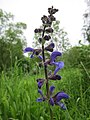 Wiesensalbei (Salvia pratensis)