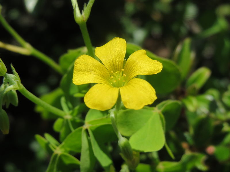 File:20140520Oxalis stricta1.jpg