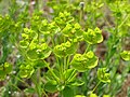 Euphorbia seguieriana - Steppenwolfsmilch