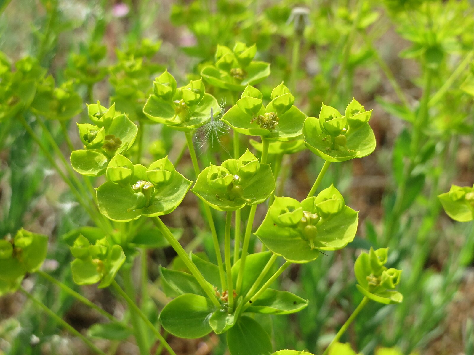 Молочай Euphorbia seguieriana