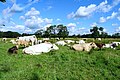 Zondagsbroek (Nationaal Landschap Drentsche Aa)