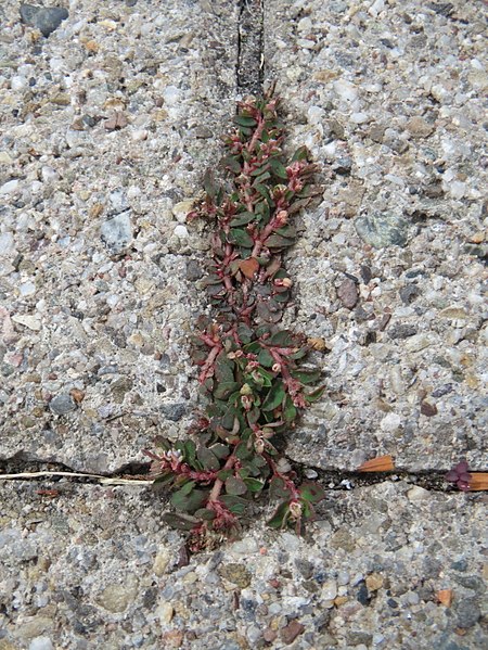 File:20170824Euphorbia maculata2.jpg