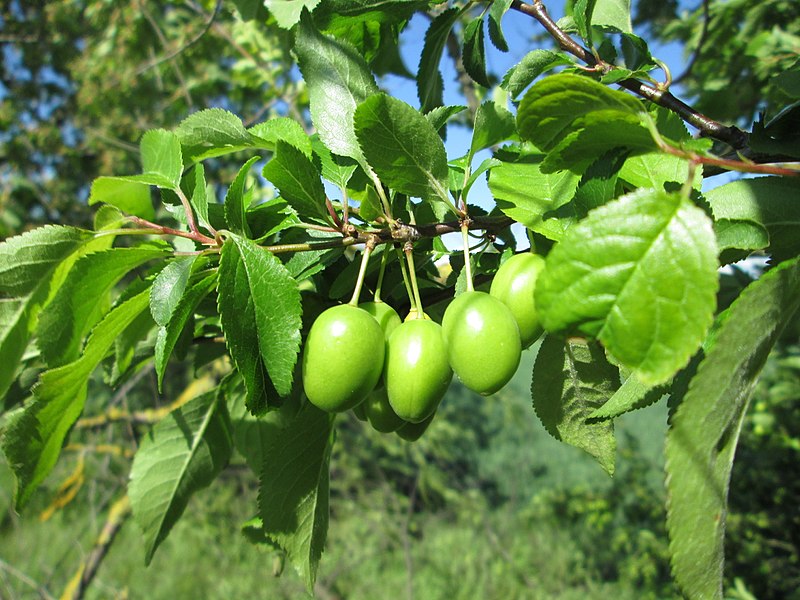 File:20180430Prunus cerasifera1.jpg