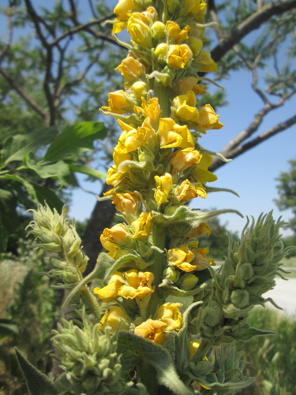 Verbascum Thapsus