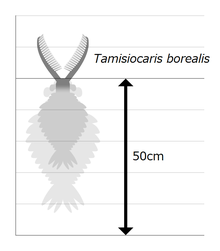 Size diagram 20210215 Tamisiocaris size.png