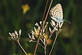 * Nomination A Northern Blue on a withered plant in the nature reserve Südliche Fröttmaninger Heide --FlocciNivis 09:04, 13 August 2023 (UTC) * Promotion  Support Good quality. --Fabian Roudra Baroi 02:40, 17 August 2023 (UTC)