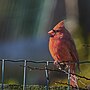 Thumbnail for File:20231221 northern cardinal casa PD104201.jpg