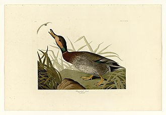 Audubon's painting 338 Bemaculated Duck.jpg