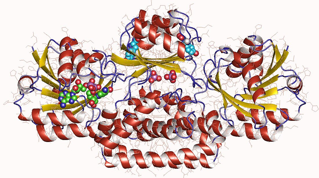 Prephenate dehydrogenase