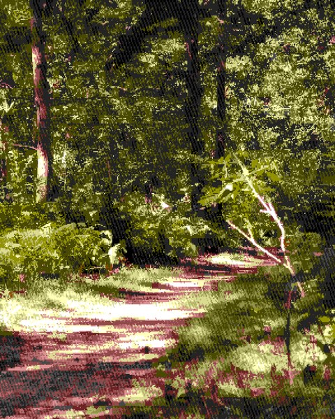 File:A New Path in a 16-bit Forest.tif
