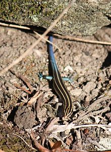 Um lagarto de cauda azul. JPG