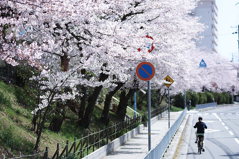 File:A woman under blooming cherry blossoms; April 2015.jpg