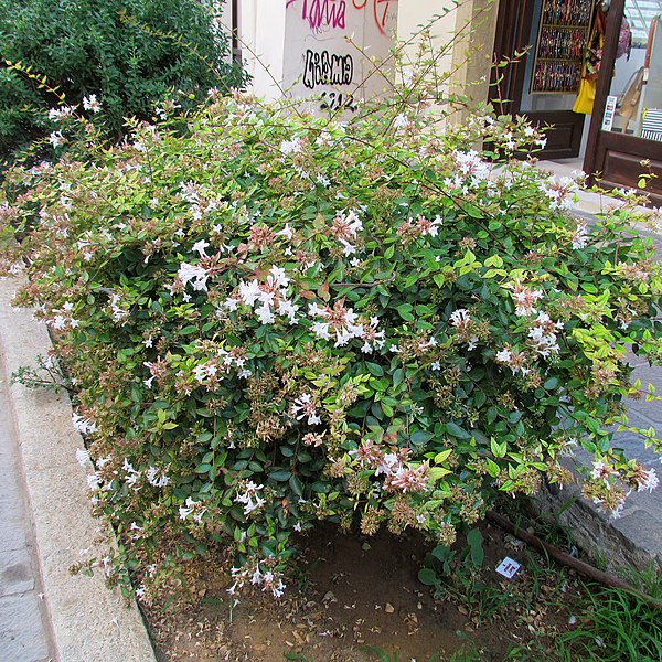 File:Abelia × grandiflora habitus.jpg