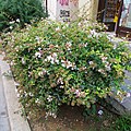 Abelia × grandiflora habitus.jpg