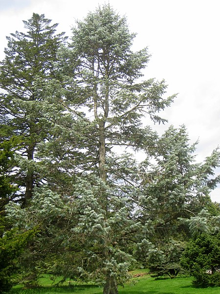 File:Abies concolor 'Violacea', Arnold Arboretum - IMG 6133.JPG