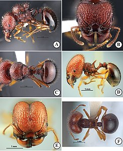 Матка (A, B, C) и эргатоидная самка