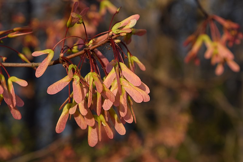 File:Acer rubrum fruits UMFS.JPG