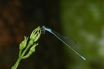 Green-striped Slender-Dartlet / Asian Slim Damselfly Aciagrion occidentale, female