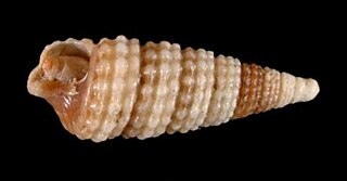 <i>Aclophoropsis univitta</i> Species of gastropod