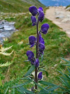 Aconitum napellus Inflorescence