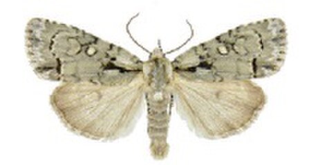 Acronicta_vinnula