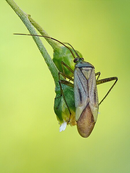 File:Adelphocoris quadripunctatus.jpg