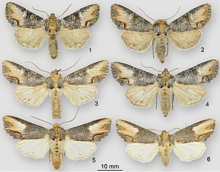 <i>Admetovis</i> Genus of moths